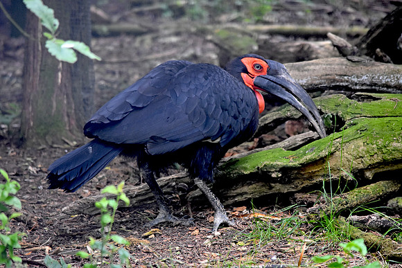 Southern ground hornbill