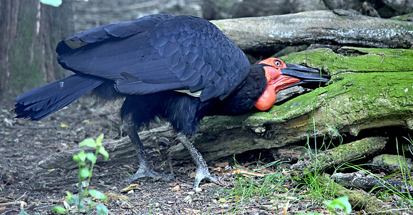 Southern ground hornbill