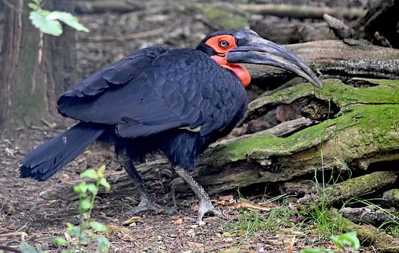 Southern ground hornbill