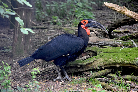 Southern ground hornbill