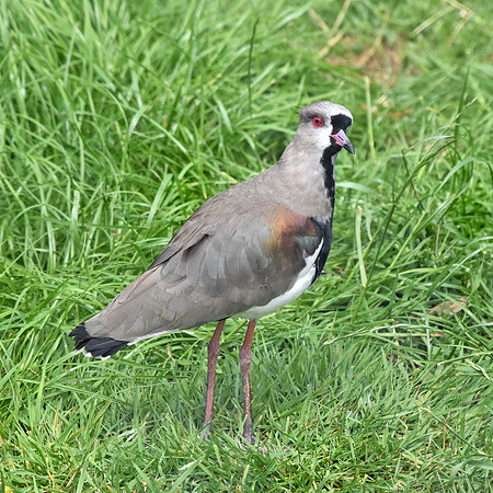 Southern lapwing