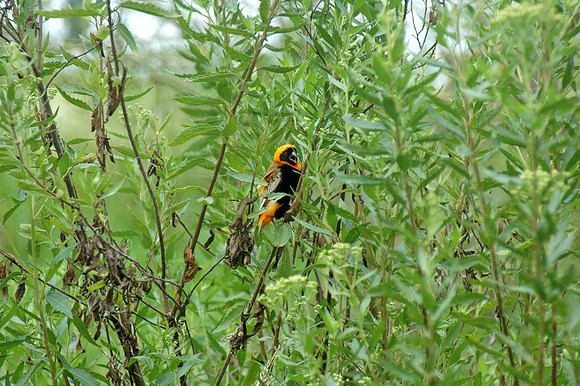 Southern red bishop