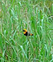 Southern red bishop