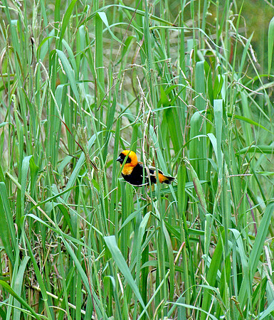 Southern red bishop