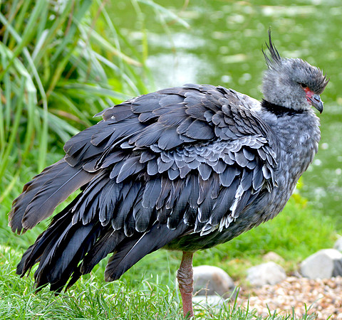 Southern screamer