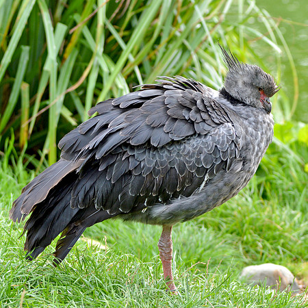 Southern screamer