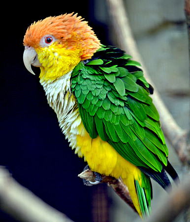 Southern white bellied caque