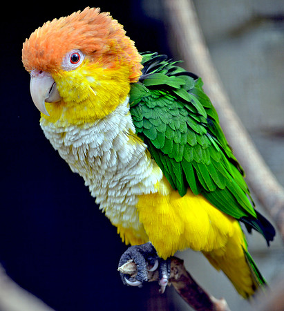 Southern white bellied caque
