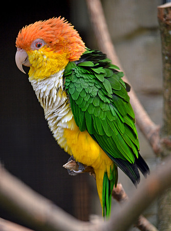 Southern white bellied caque
