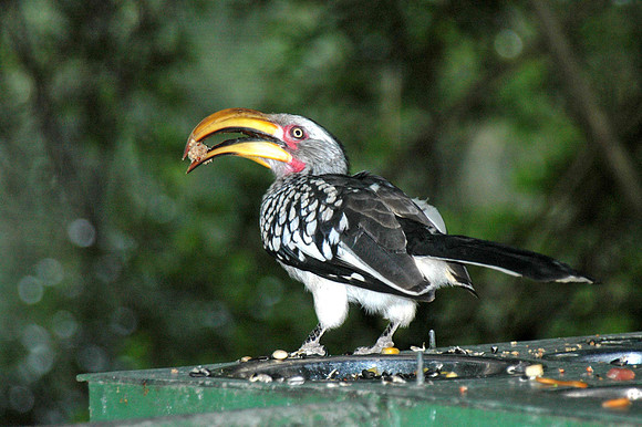Southern yellow billed hornbill