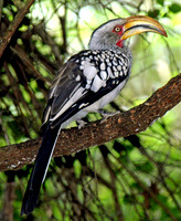 Southern yellow billed hornbill