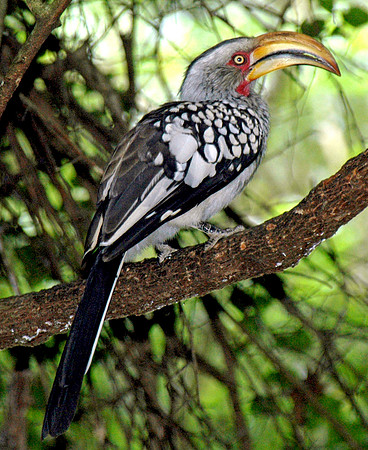 Southern yellow billed hornbill
