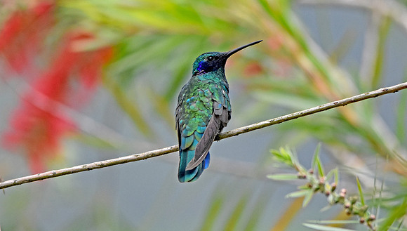 Sparkling violetear hummingbird