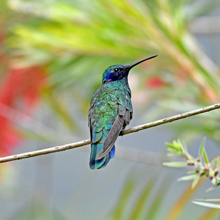 Sparkling violetear hummingbird