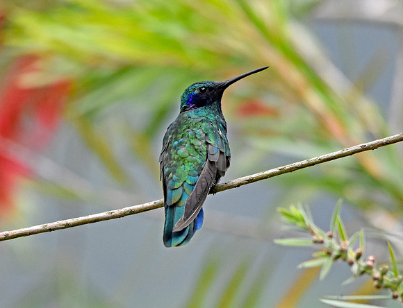 Sparkling violetear hummingbird