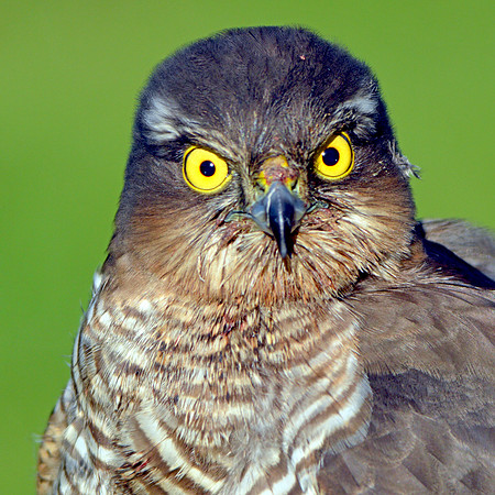 Sparrowhawk