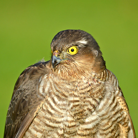 Sparrowhawk