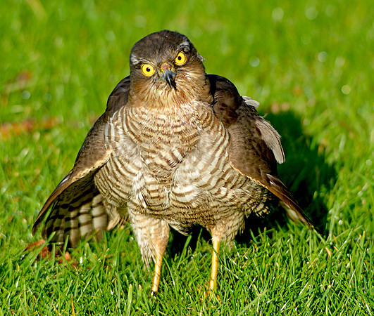 Sparrowhawk