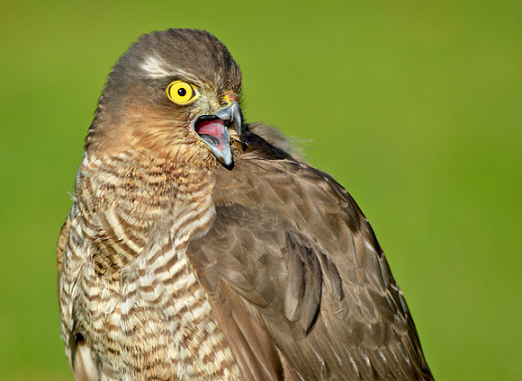Sparrowhawk