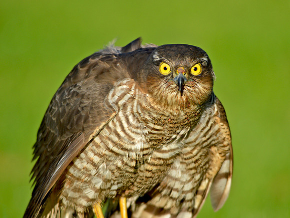 Sparrowhawk