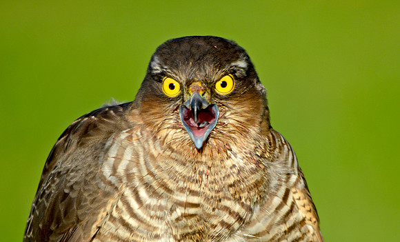 Sparrowhawk