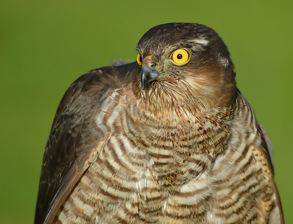 Sparrowhawk
