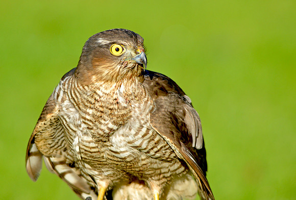 Sparrowhawk