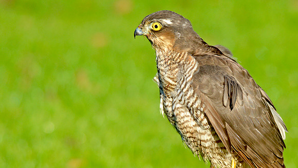 Sparrowhawk