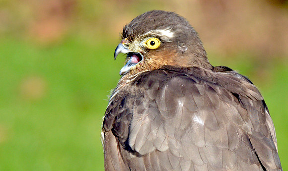 Sparrowhawk