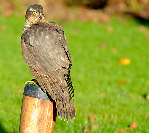 Sparrowhawk