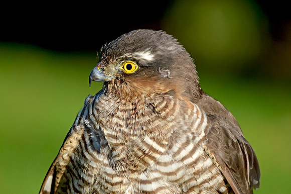 Sparrowhawk