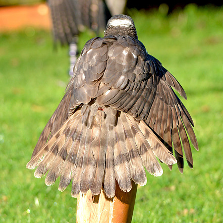 Sparrowhawk