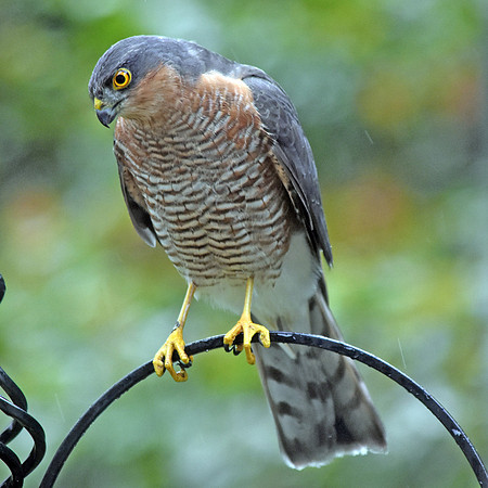 Sparrowhawk