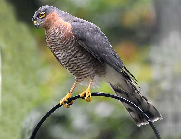Sparrowhawk