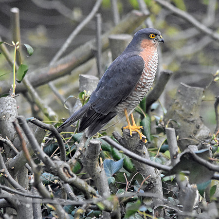 Sparrowhawk