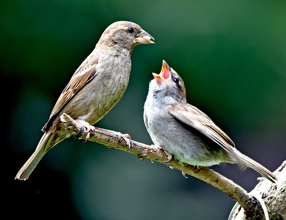 House sparrow