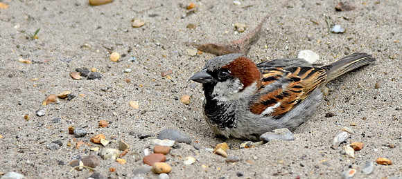 House sparrow