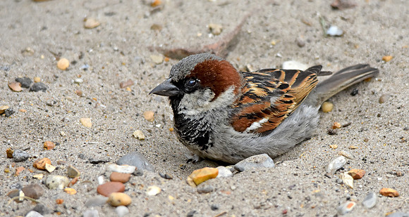 House sparrow