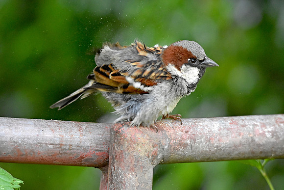 House sparrow