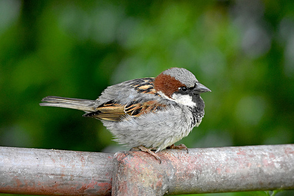 House sparrow