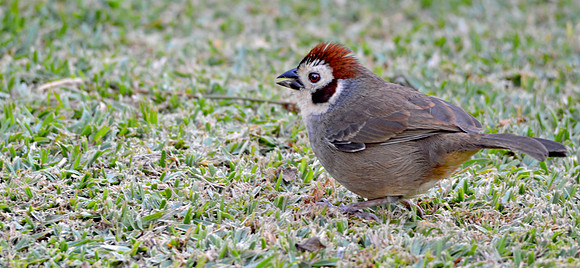 Prevost's ground sparrow
