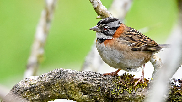 Rufous collared sparrow