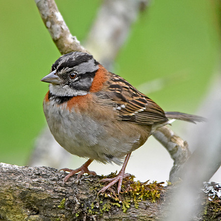 Rufous collared sparrow