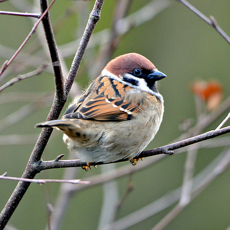 Eurasian tree sparrow