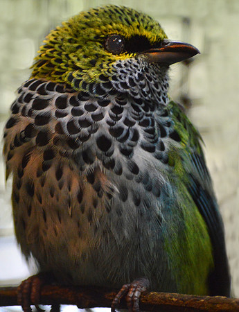 Speckled tanager