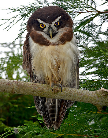 Spectacled owl