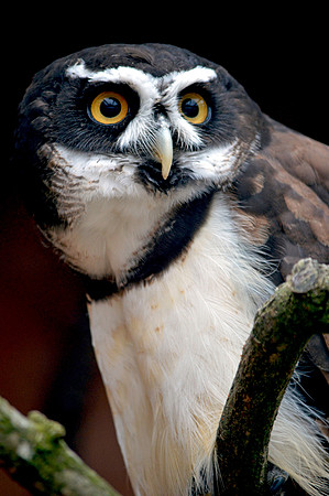 Spectacled owl