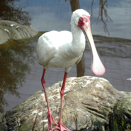 African spoonbill
