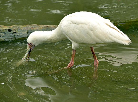 African spoonbill