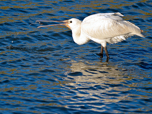 Eurasian spoonbill